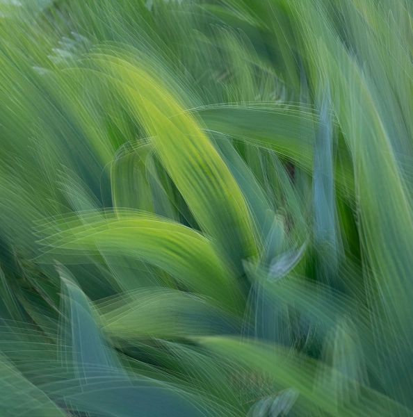 France-Giverny Abstract of green leaves
